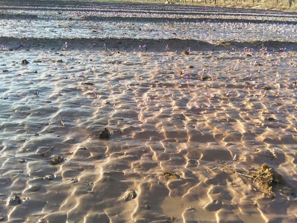 خسارت ۱۰ میلیارد ریالی بارندگی اخیر به مزارع کشاورزی شهرستان گناباد