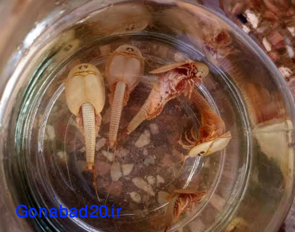 مشاهده گونه آبزی با قدمت زیستی ۱۰۰ میلیون ساله در گناباد